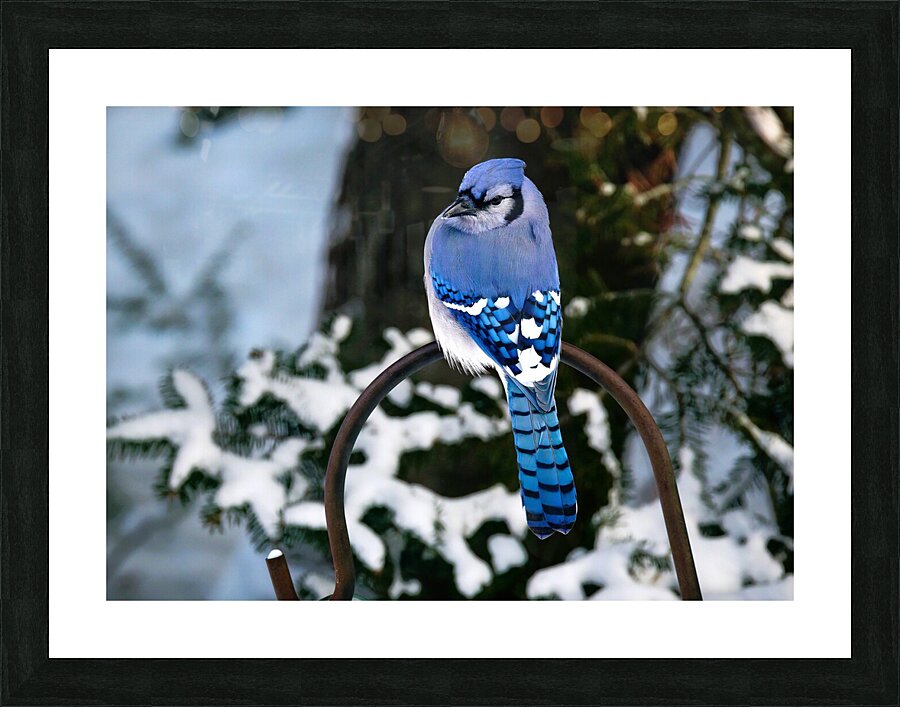Bird Photography    Picture Frame print