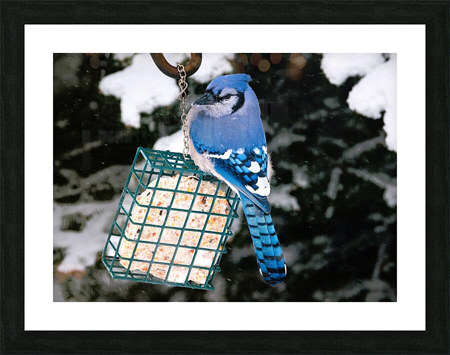 Bird Photography    Picture Frame print