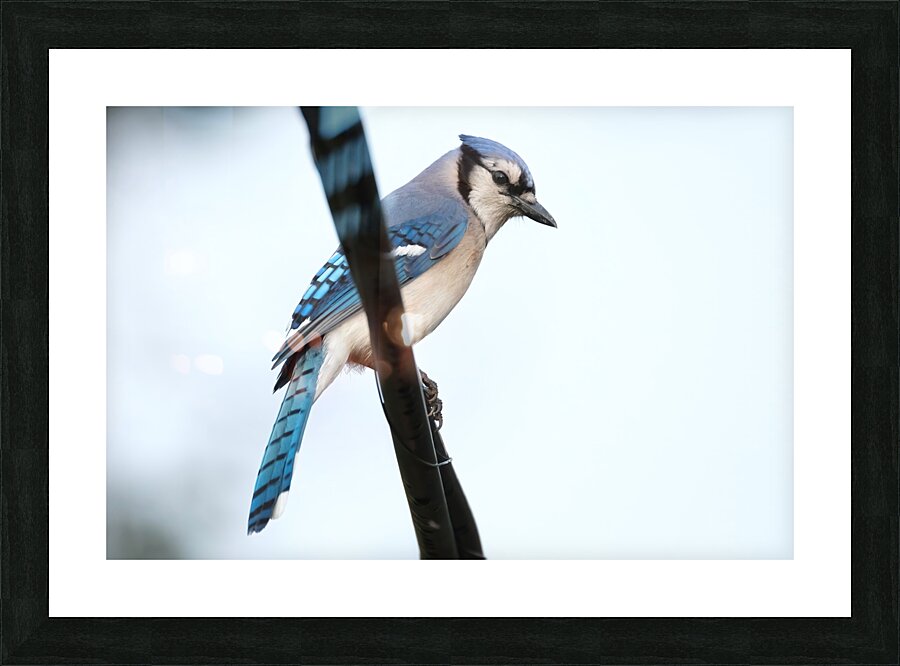Bird Photography    Picture Frame print