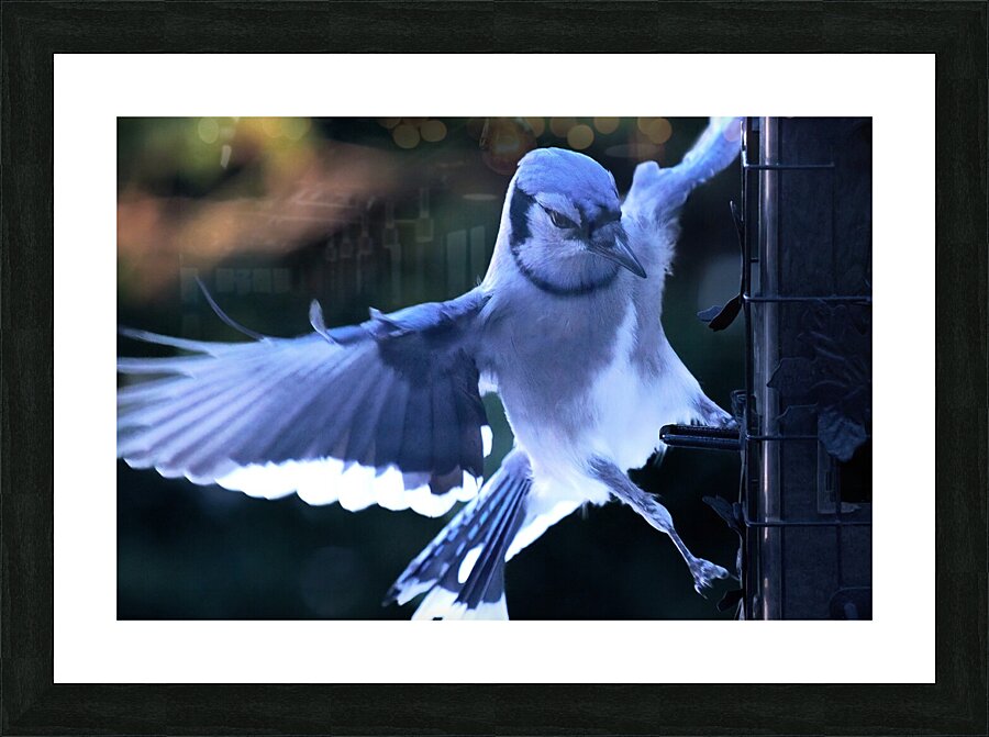 Bird Photography    Picture Frame print