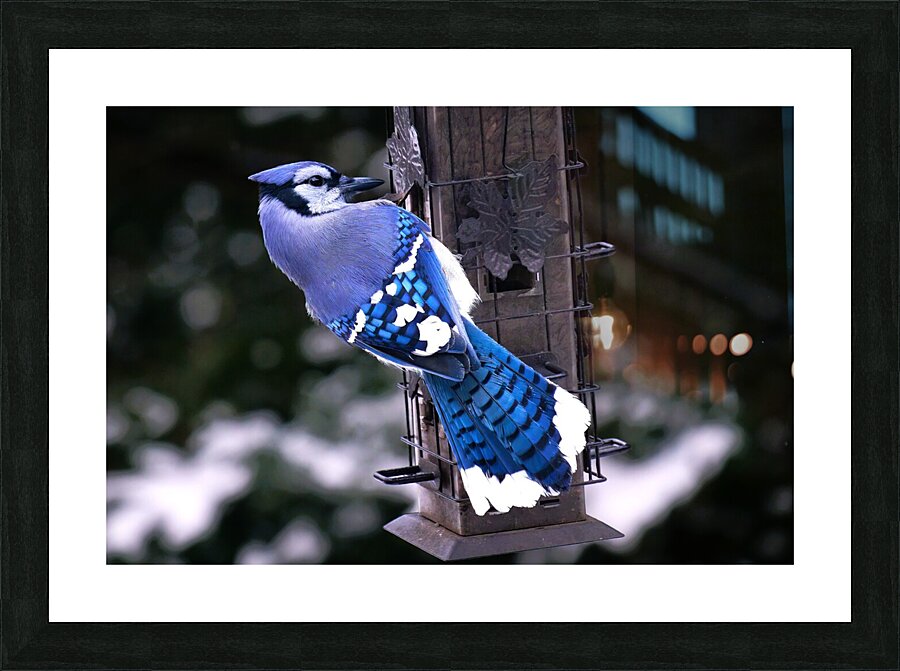 Bird Photography    Picture Frame print