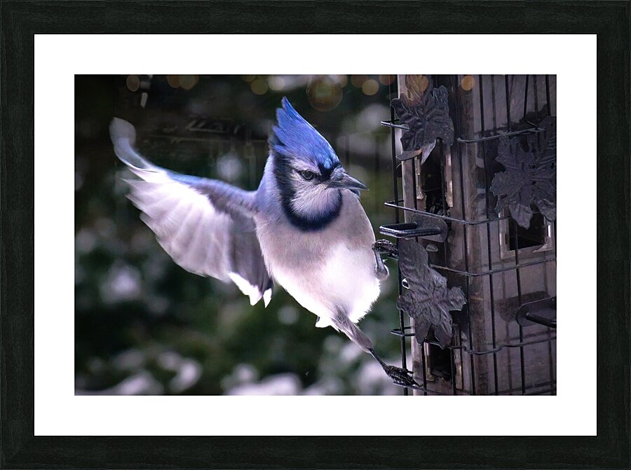 Bird Photography    Picture Frame print