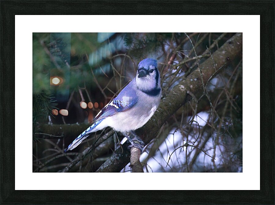 Bird Photography    Picture Frame print