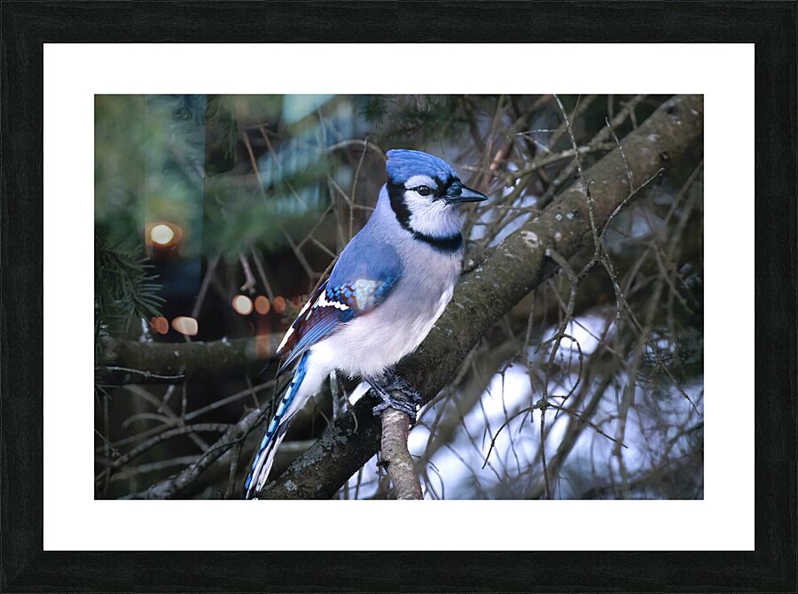 Bird Photography    Picture Frame print