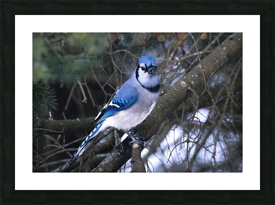 Bird Photography    Picture Frame print