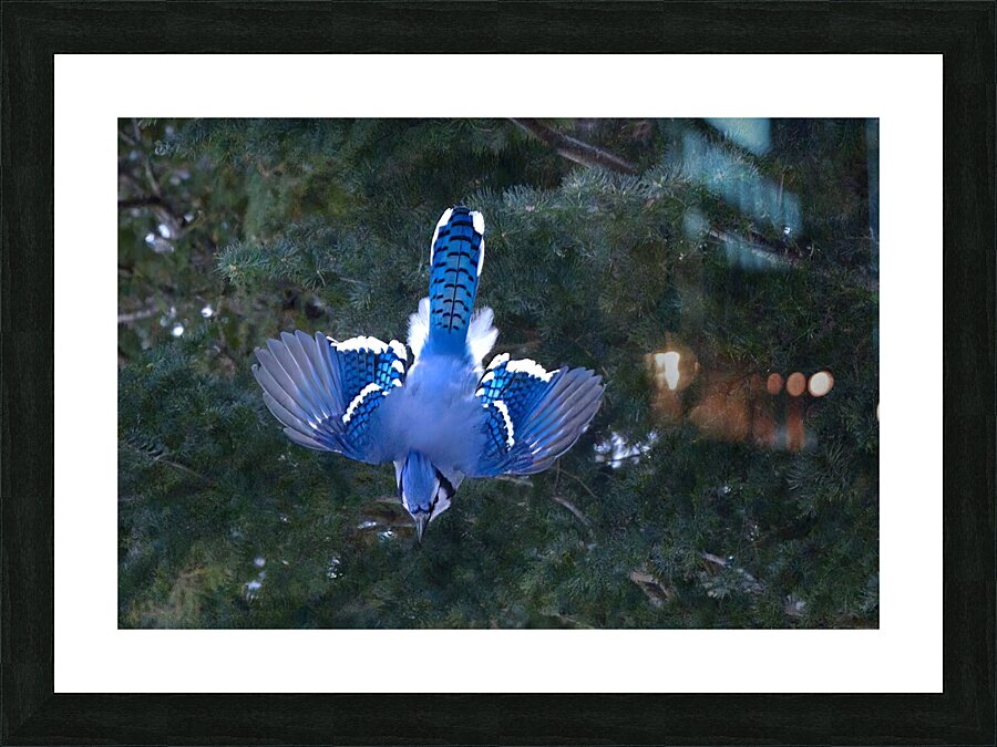 Bird Photography    Picture Frame print