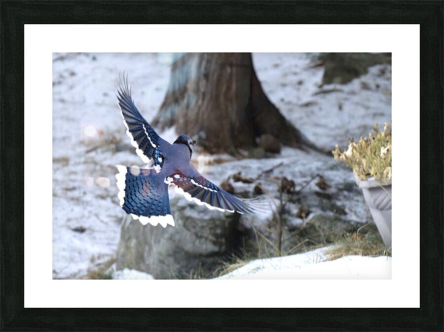 Bird Photography    Picture Frame print