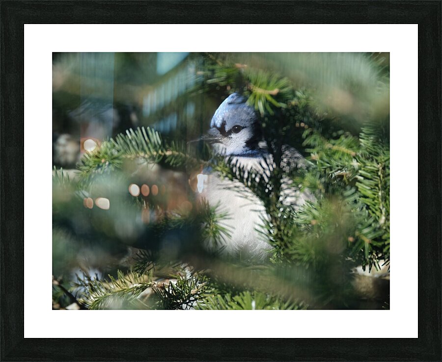 Bird Photography    Picture Frame print