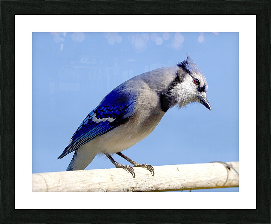 Bird Photography    Picture Frame print