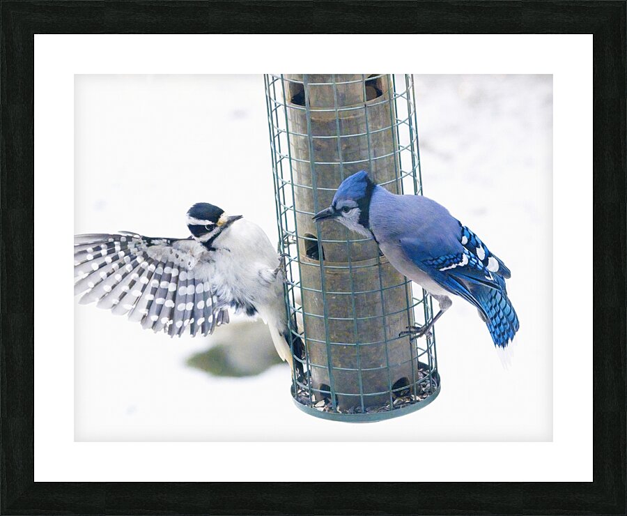 Bird Photography    Picture Frame print