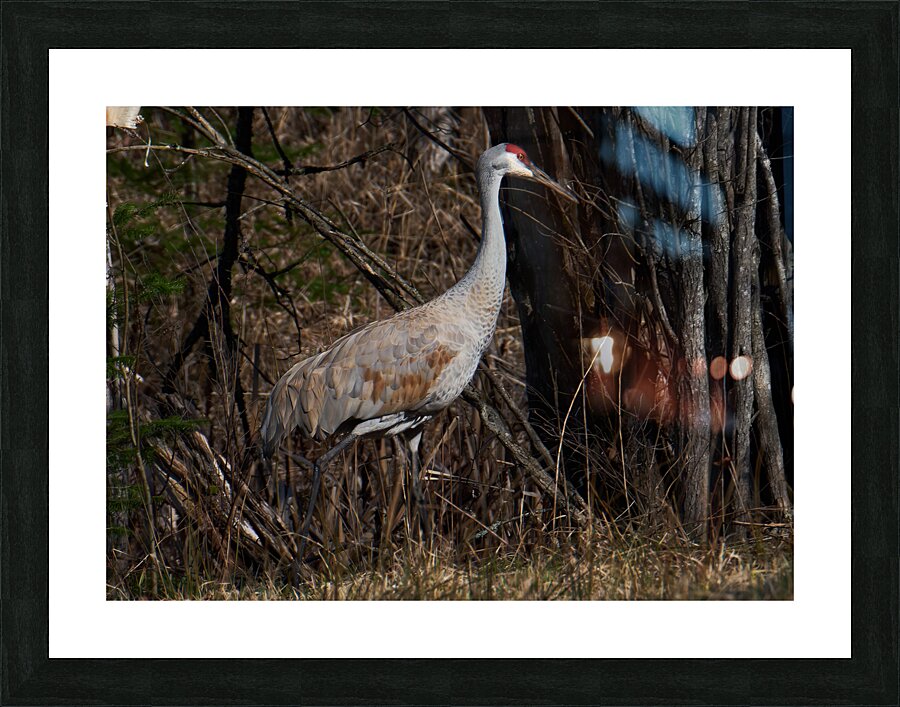 Bird Photography    Picture Frame print