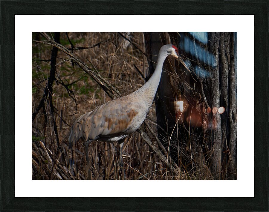 Bird Photography    Picture Frame print