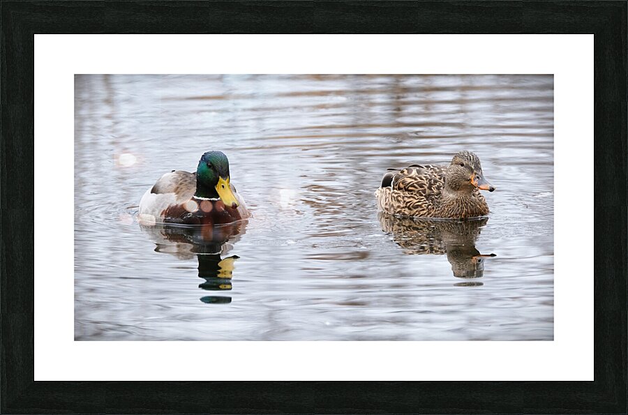 Bird Photography    Picture Frame print