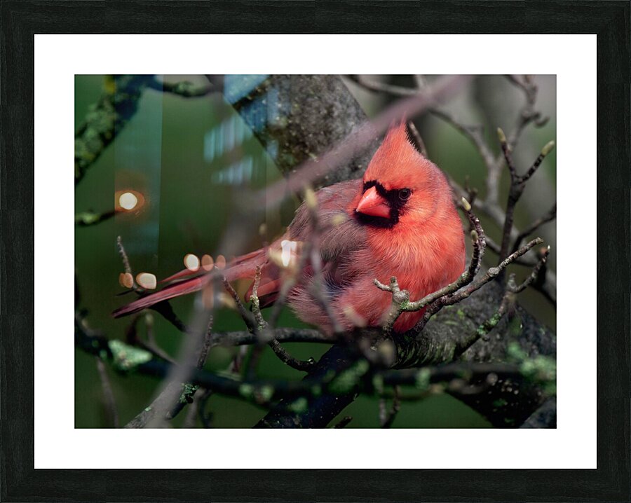 Bird Photography    Picture Frame print