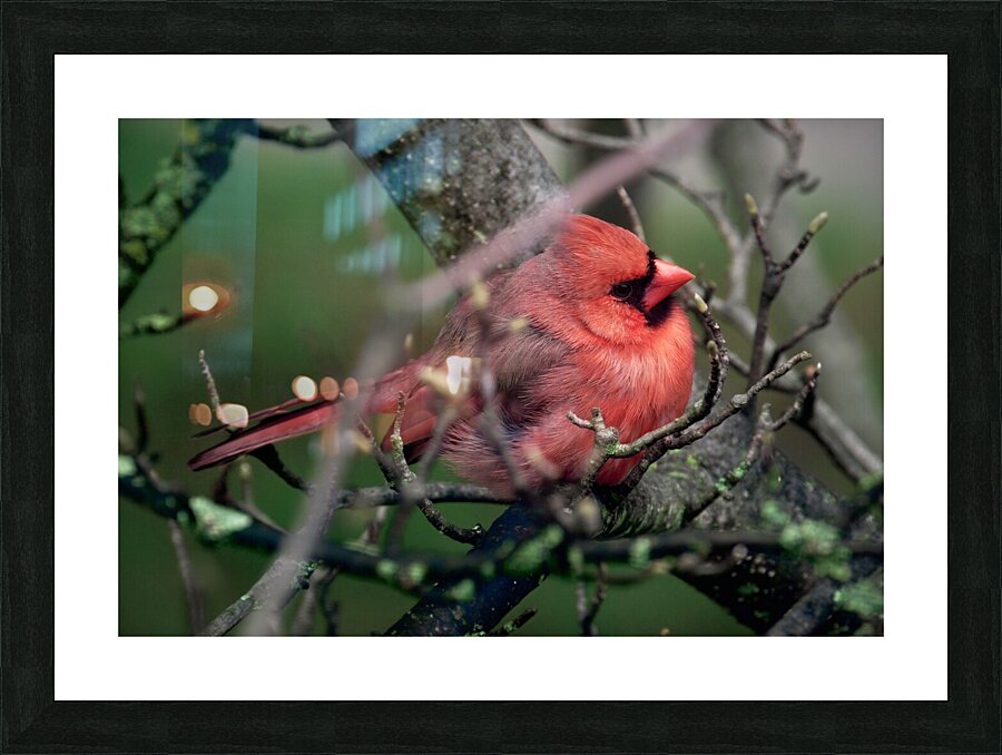 Bird Photography    Picture Frame print
