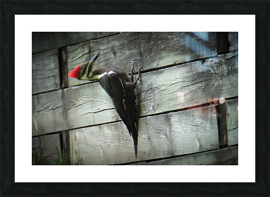 Bird Photography    Picture Frame print