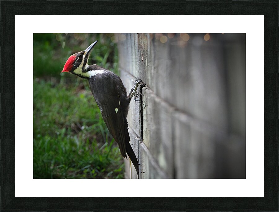 Bird Photography    Picture Frame print