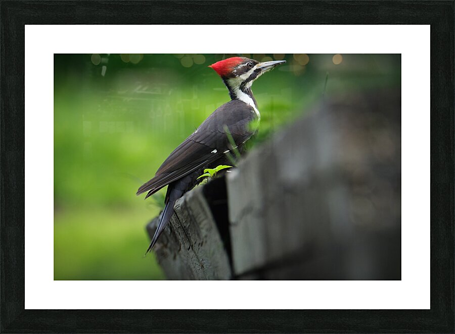 Bird Photography    Picture Frame print