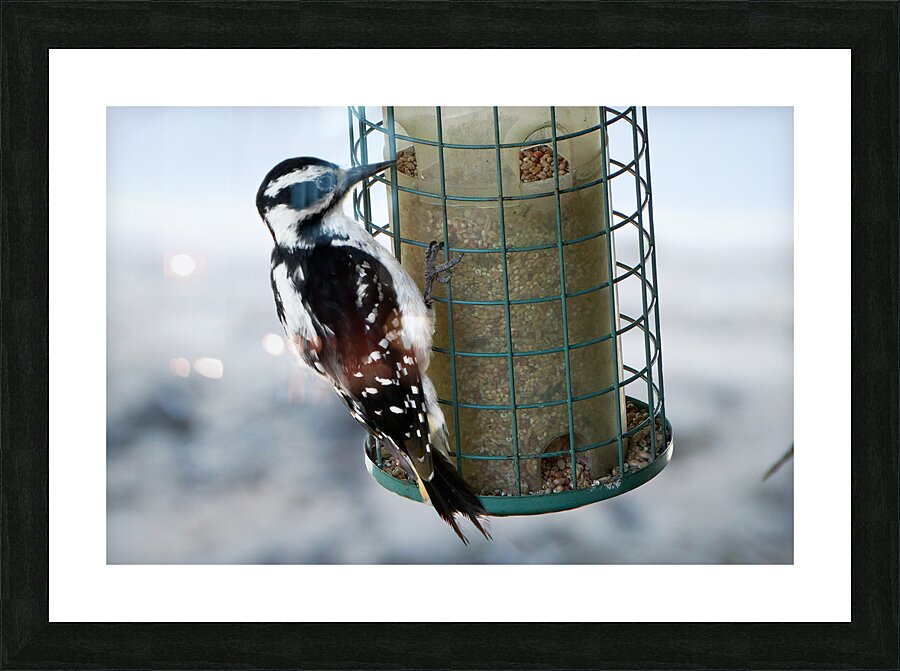 Bird Photography    Picture Frame print