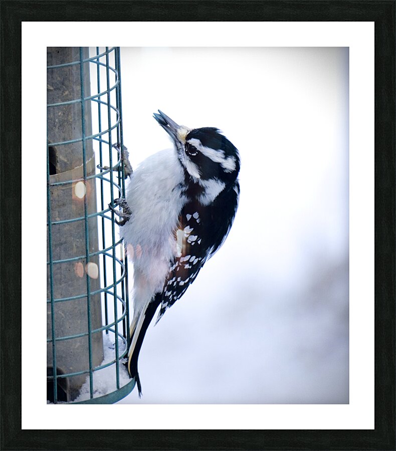 Bird Photography    Picture Frame print