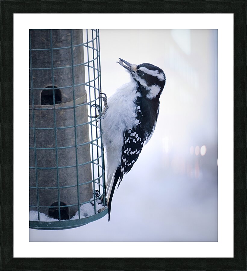 Bird Photography    Picture Frame print