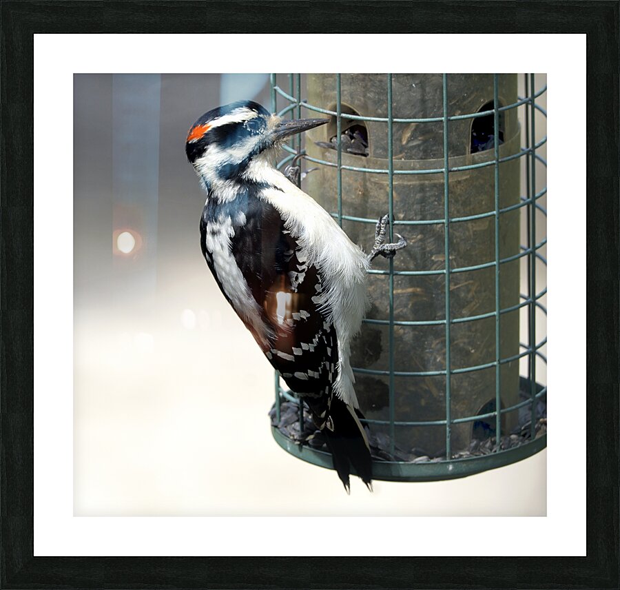 Bird Photography    Picture Frame print