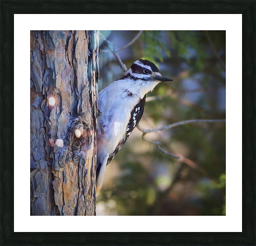 Bird Photography    Picture Frame print
