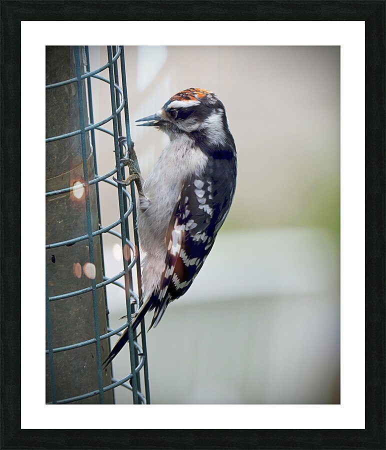 Bird Photography    Picture Frame print