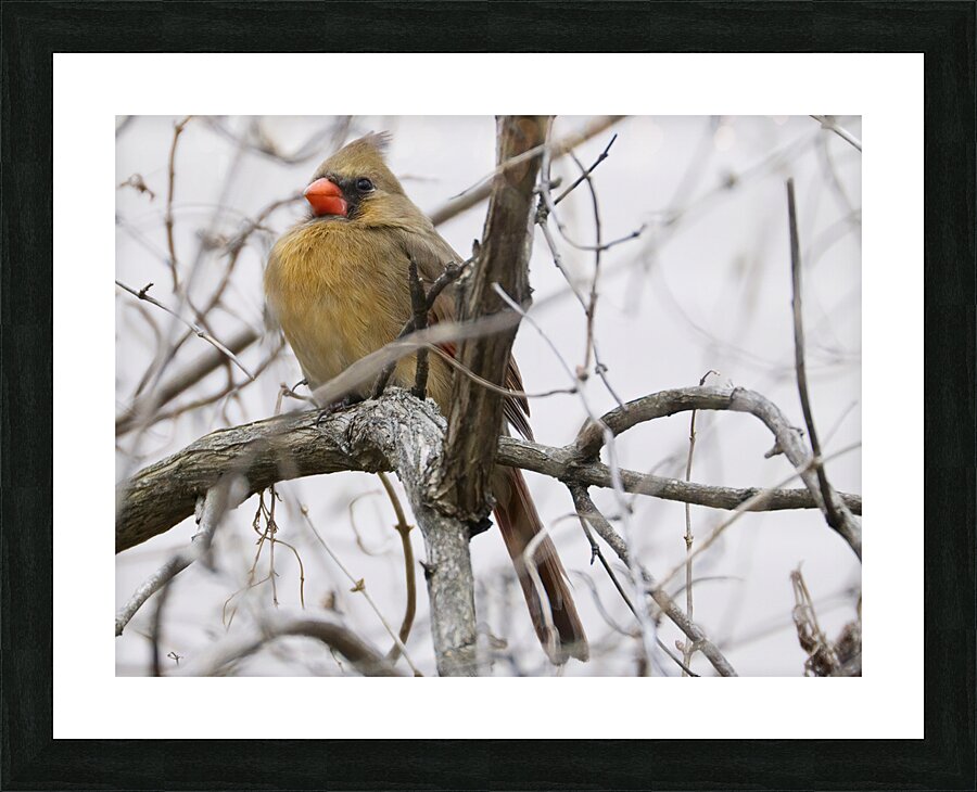 Bird Photography    Picture Frame print