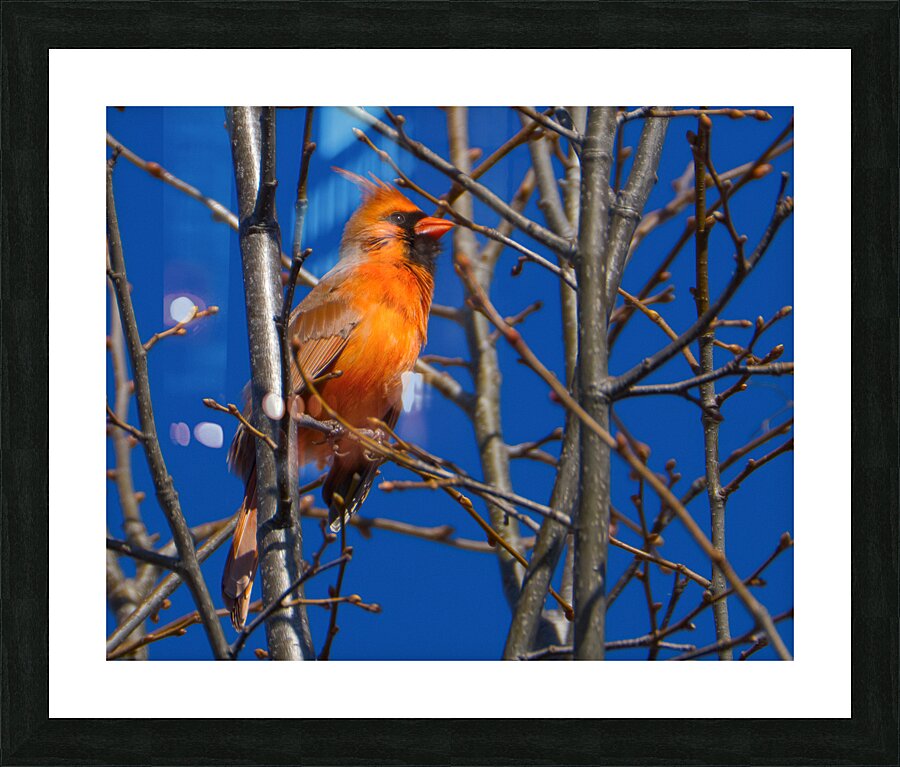 Bird Photography    Picture Frame print