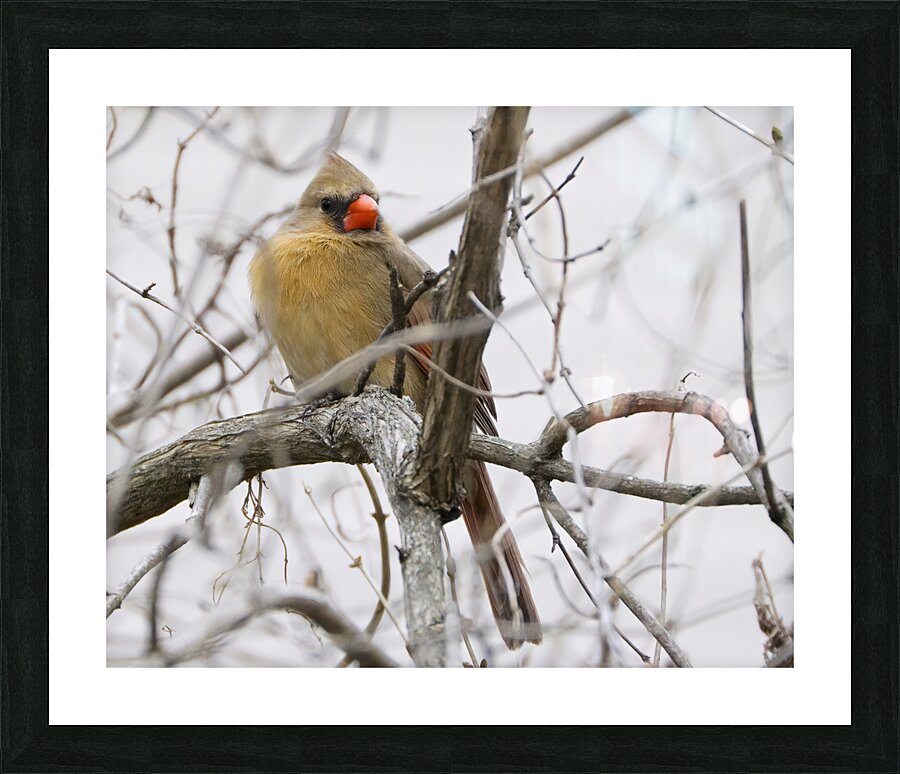 Bird Photography    Picture Frame print