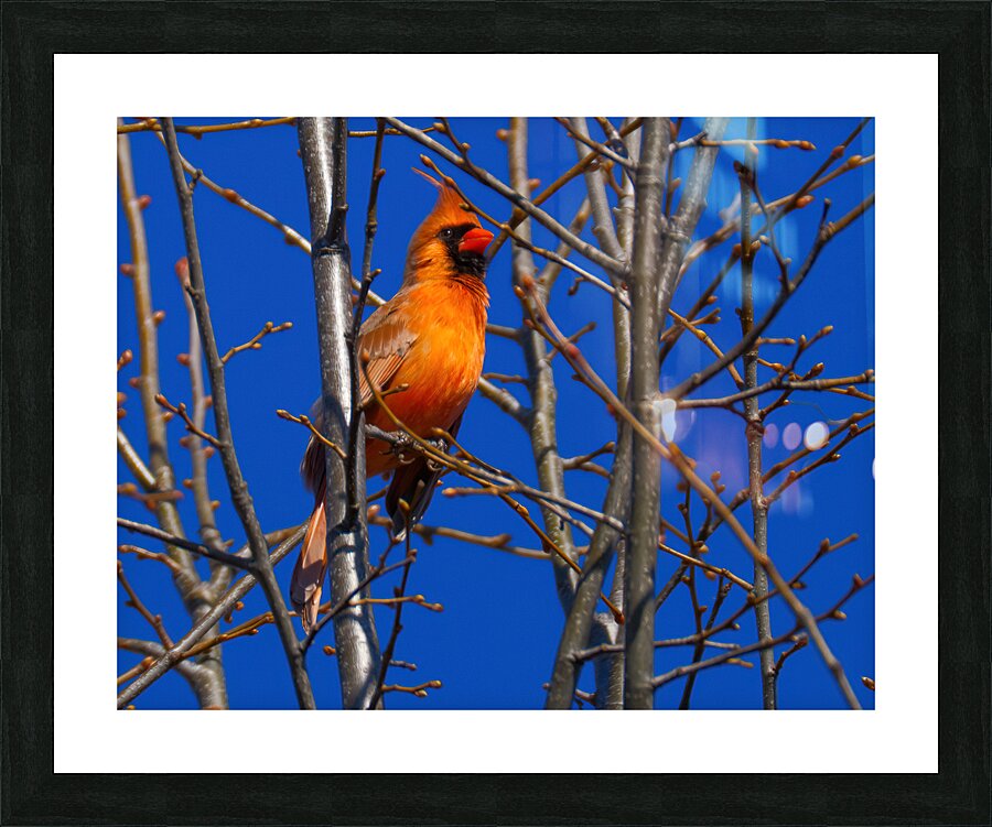 Bird Photography    Picture Frame print