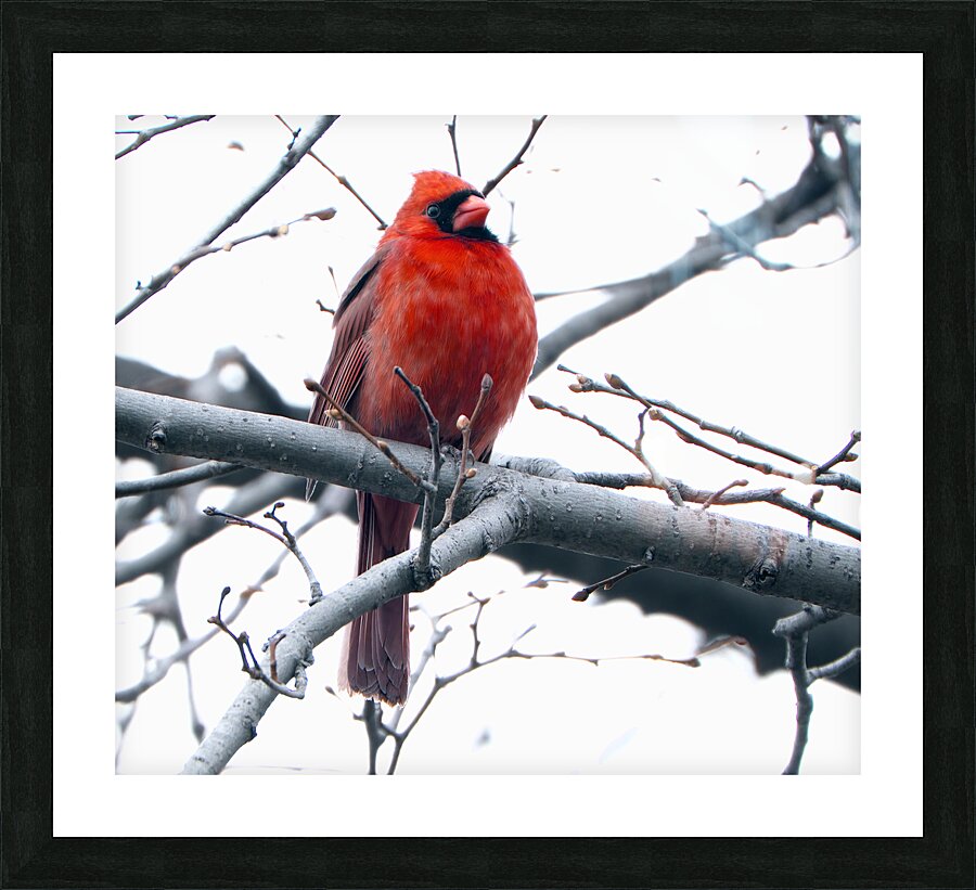 Bird Photography    Picture Frame print