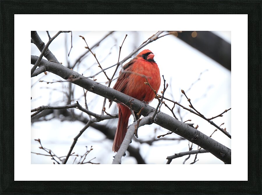 Bird Photography    Picture Frame print
