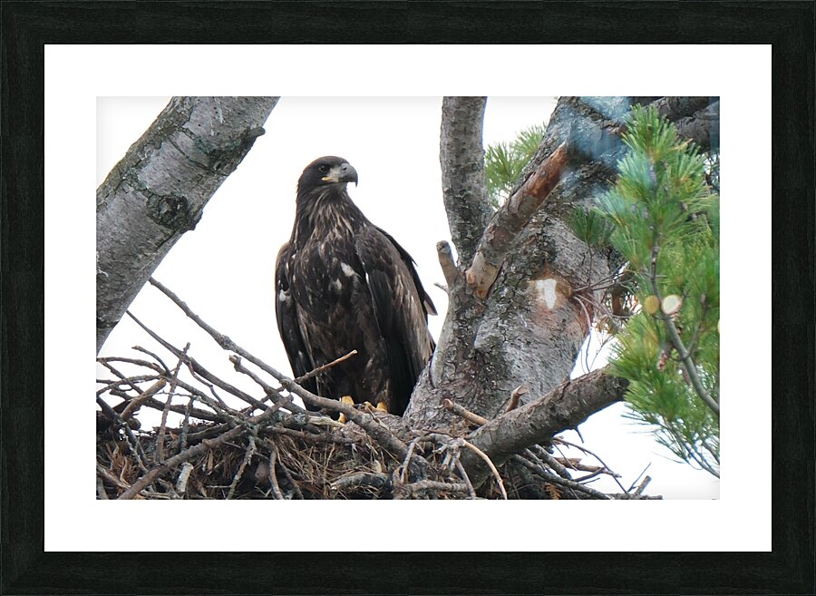 Bird Photography    Picture Frame print