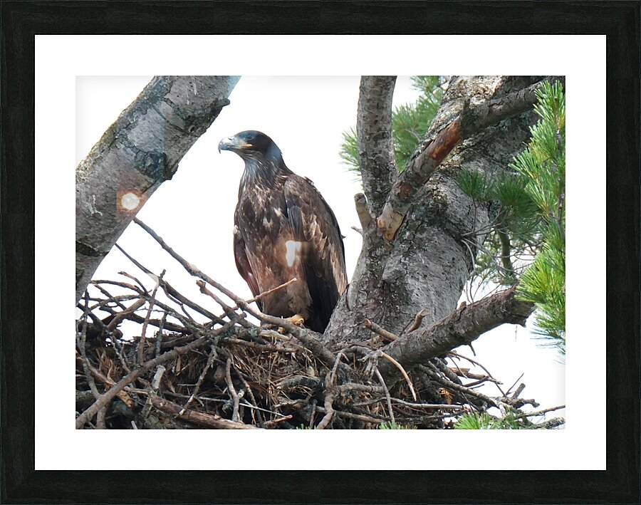 Bird Photography    Picture Frame print