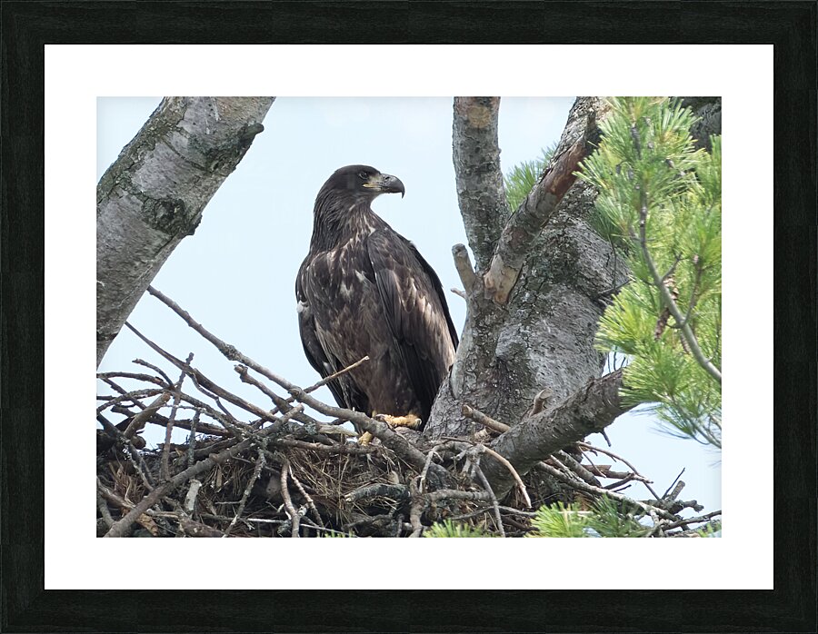 Bird Photography    Picture Frame print