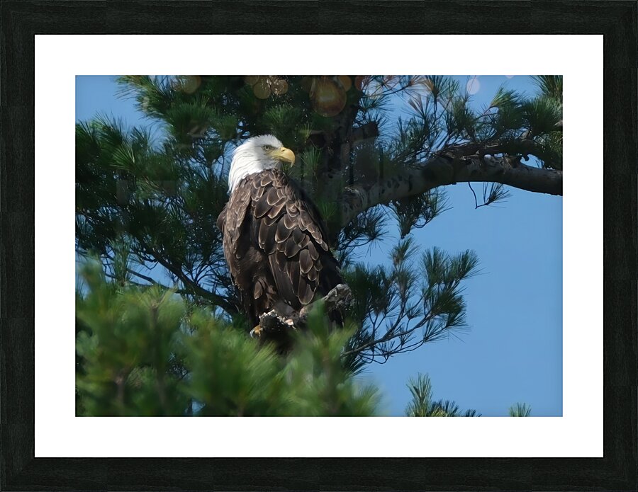 Bird Photography    Picture Frame print