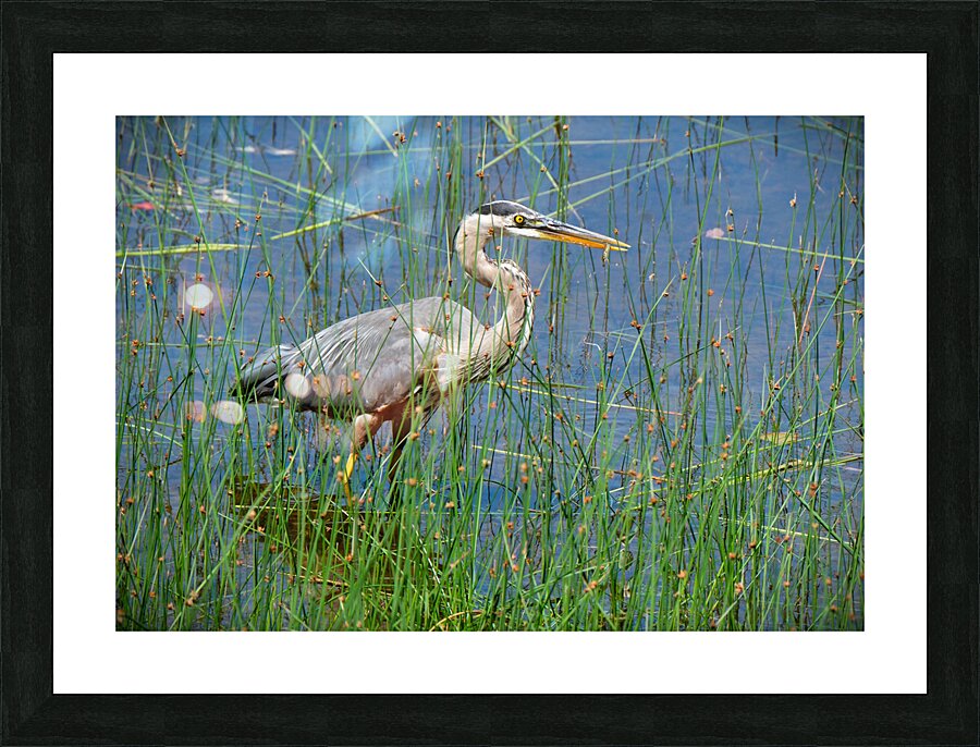 Bird Photography    Picture Frame print