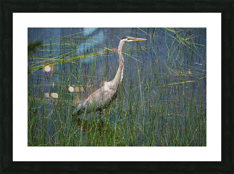 Bird Photography    Picture Frame print