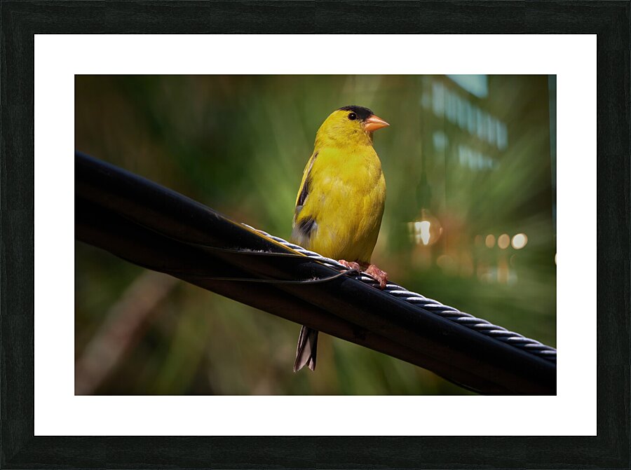 Bird Photography    Picture Frame print