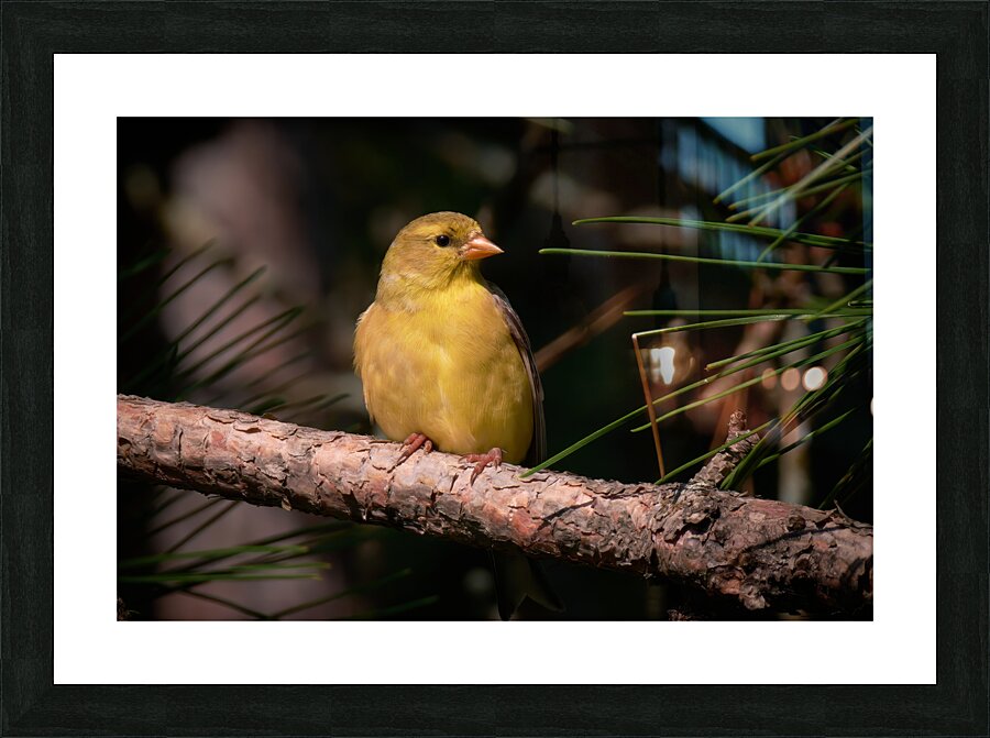 Bird Photography    Picture Frame print