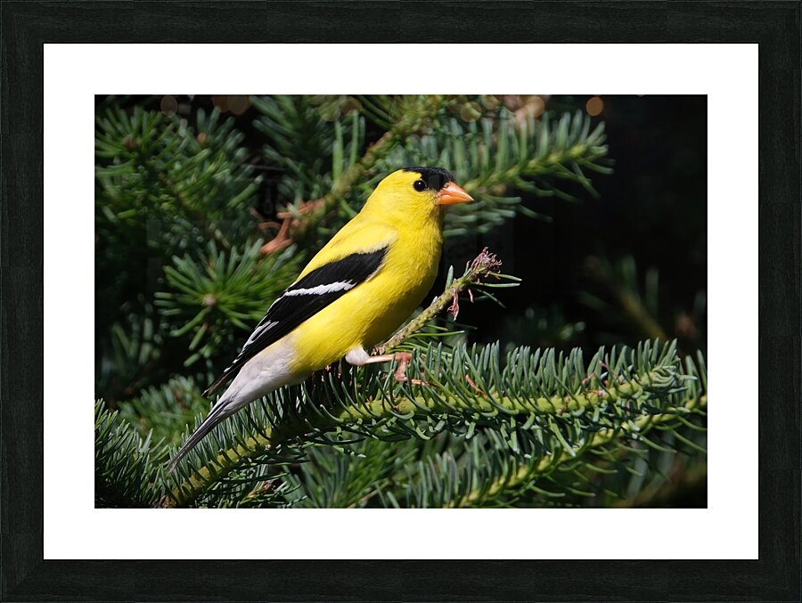 Bird Photography    Picture Frame print