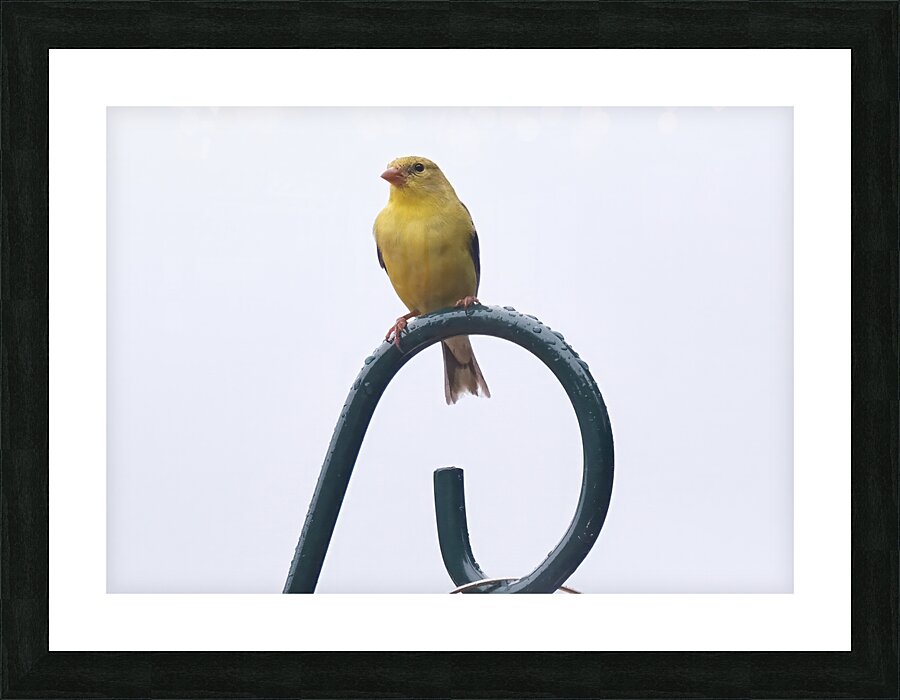 Bird Photography    Picture Frame print