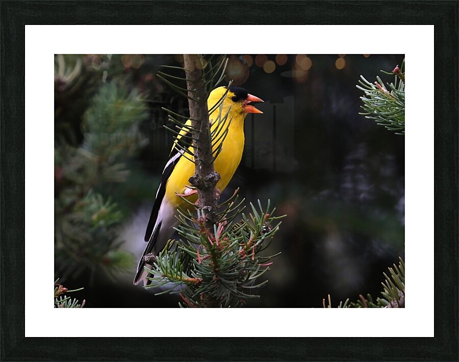 Bird Photography    Picture Frame print