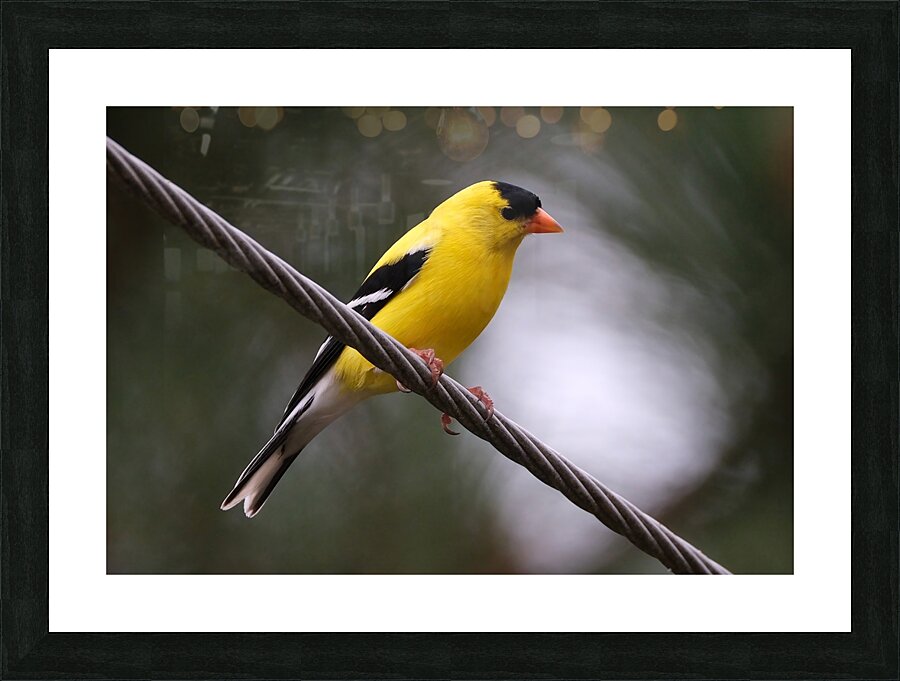 Bird Photography    Picture Frame print