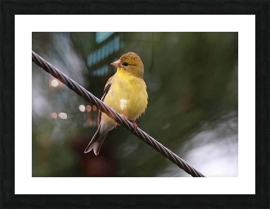Bird Photography    Picture Frame print