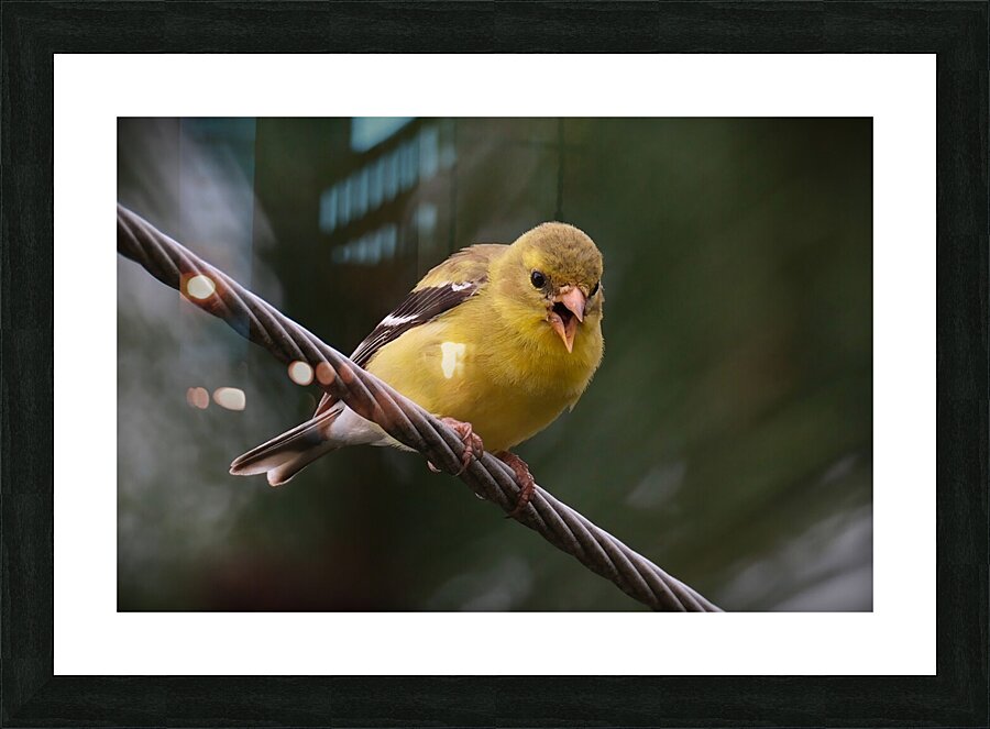 Bird Photography    Picture Frame print