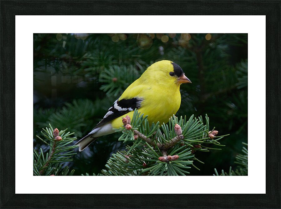 Bird Photography    Picture Frame print