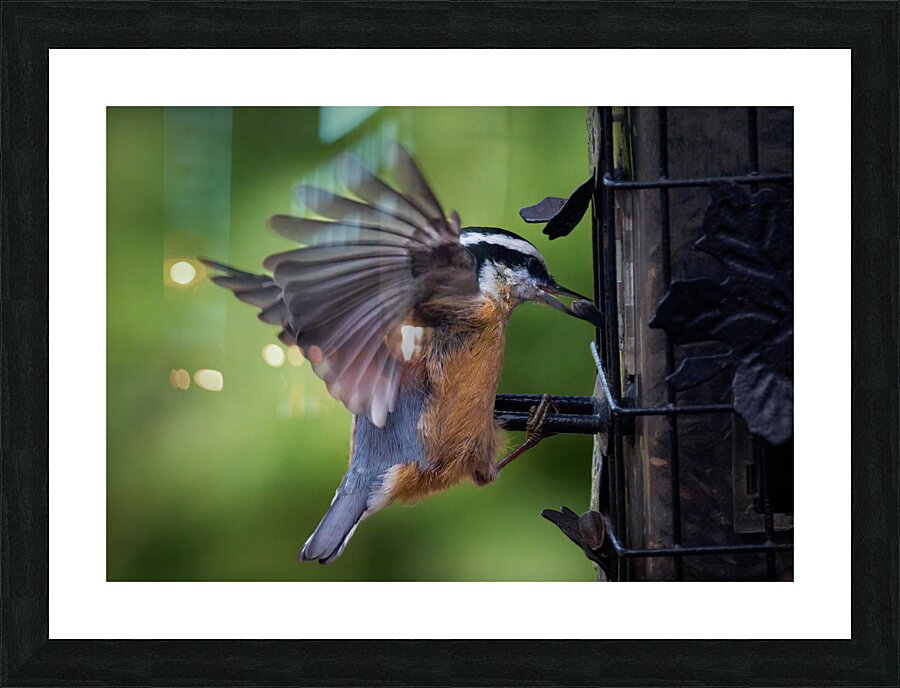 Bird Photography    Picture Frame print